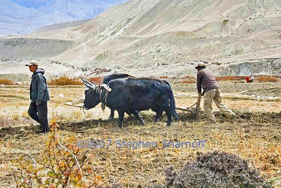 oxen plowing graphic