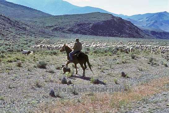 sheepherder idaho graphic