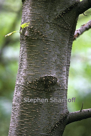 alder trunk polluted graphic