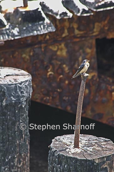 bird on a pier 1 graphic