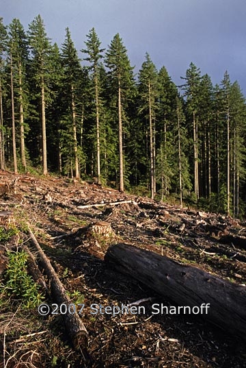 clearcut 3 graphic