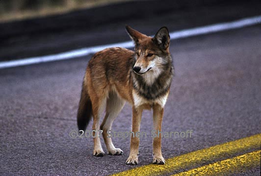 coyote on highway 1 graphic