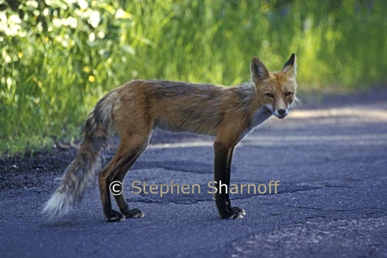 fox on highway 1 graphic