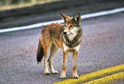 coyote thumbnail graphic