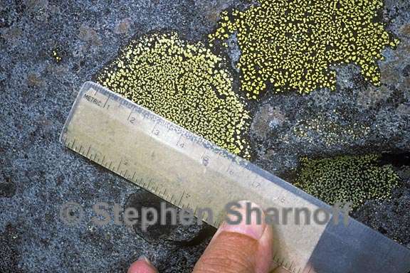 measuring lichen 2 graphic