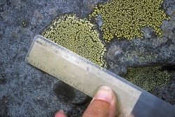 measuring lichen 2 thumbnail graphic
