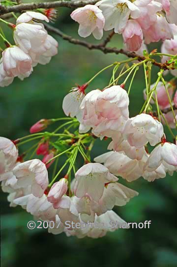 cherry blossums graphic