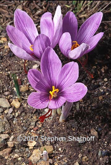crocus sativus graphic