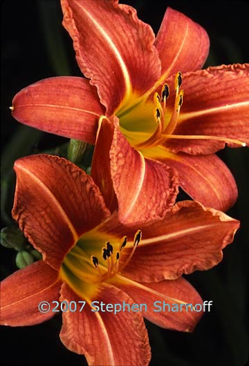 day lilies graphic