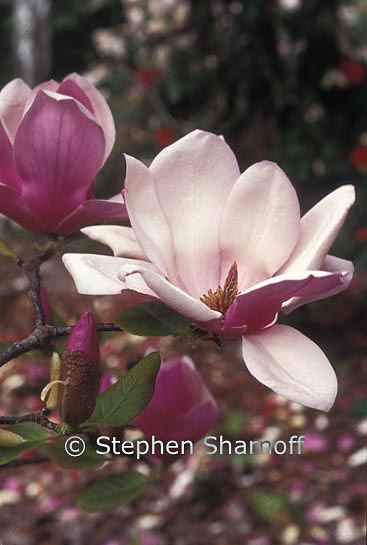 magnolia soulangeana 2 graphic