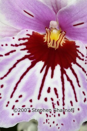 miltonia mani mist 1 graphic