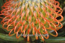 protea obtusifolia thumbnail graphic