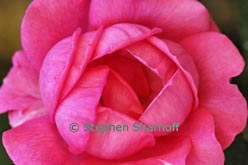 rose thumbnail graphic