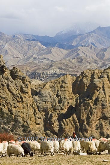 goats mustnag graphic