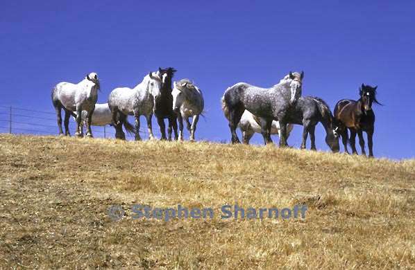 horses briones graphic