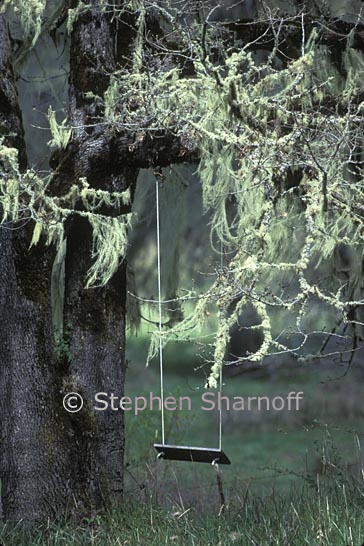 swing lichens graphic