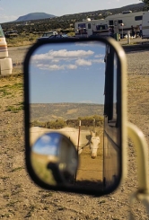 horse in mirror thumbnail graphic