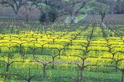 mustard flowers thumbnail graphic