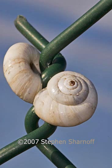 cernulla virgata 12 graphic