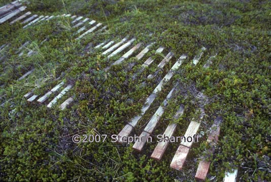 fence in heather graphic