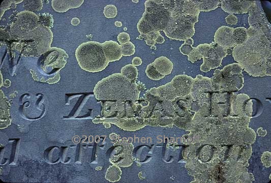 gravestone letters with lichens 1 graphic