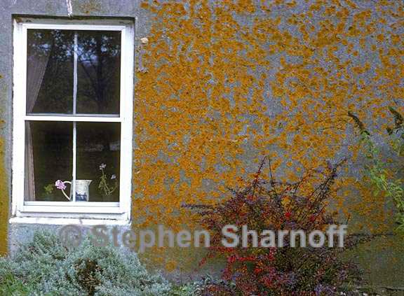 house wall with xanthoria graphic