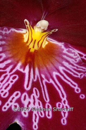 miltonia firewater butterfly graphic