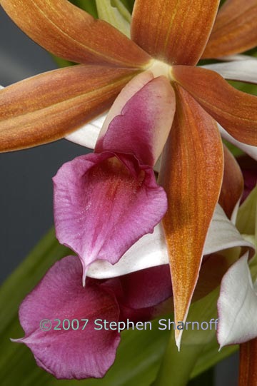 pink orange orchid graphic
