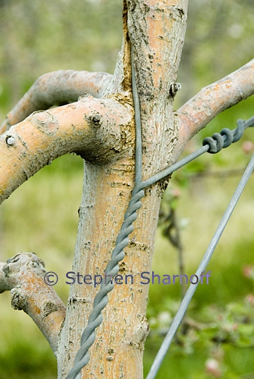 apple orchard 13 graphic