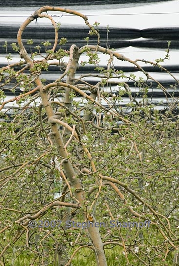 apple orchard 1 graphic