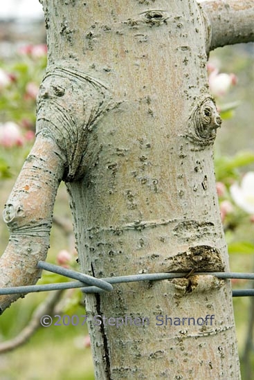 apple orchard 9 graphic