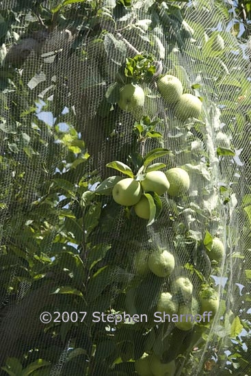 apples net 3 graphic