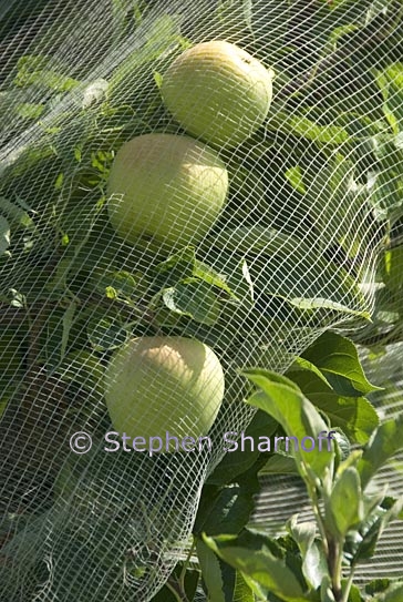 apples net 2 graphic