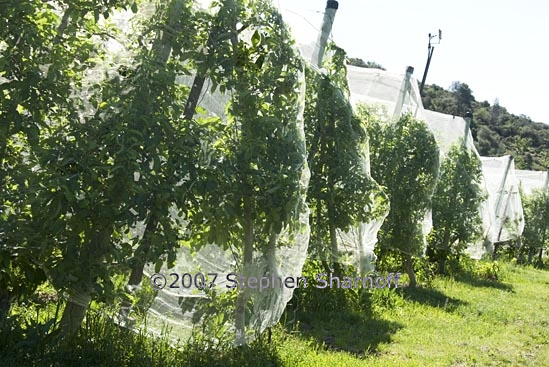 covered orchard 14 graphic