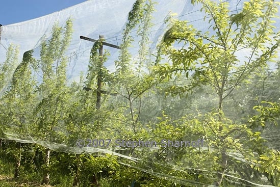 covered orchard 8 graphic