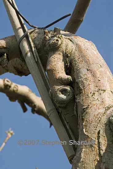 manosque orchard 10 graphic