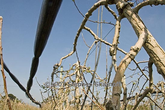 manosque orchard 12 graphic