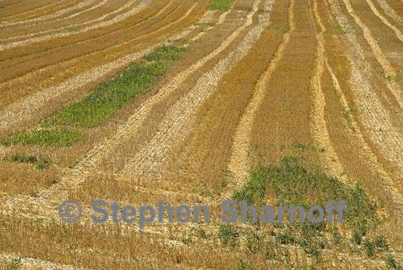 niozelles fields 4 graphic