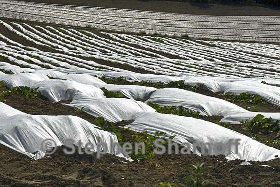 plastic rows 3 graphic