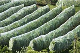 covered orchard thumbnail graphic