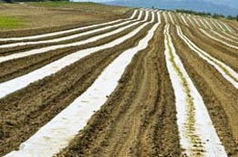 newly planted field thumbnail graphic