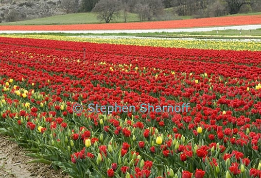 tulip field 1 graphic