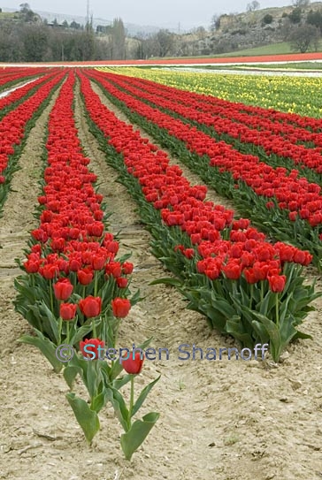 tulip field 2 graphic