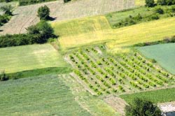 st michel fields thumbnail graphic