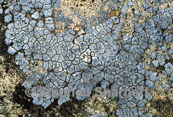 acarospora sp 1 graphic