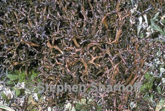 cetraria ericetorum reticulata 2 graphic