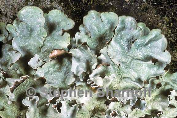 cetrelia olivetorum 1 graphic