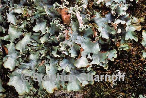 cetrelia olivetorum 3 graphic