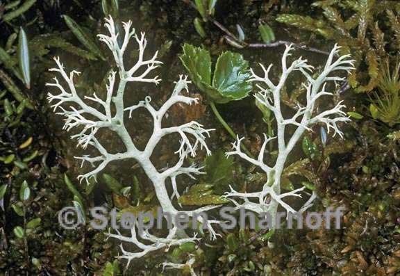 cladonia arbuscula beringiana graphic