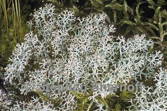 cladonia arbuscula ssp mitis 1 graphic